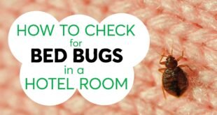 How to Check for Bed Bugs